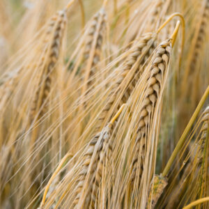 Landbrot – Bild 3